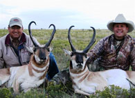 Pronghorn Antelope