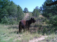 Black Bear