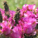 Cactus Rose