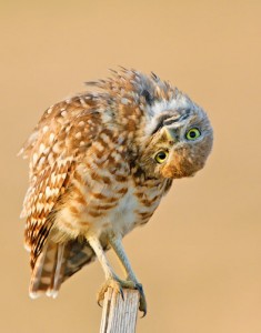 25292_372239999537_286661209537_3726346_566833_n Burrowing Owl on a fece post