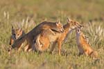Swift Fox Family Swift Fox Family